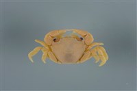 藏品(平背蜞)的圖片